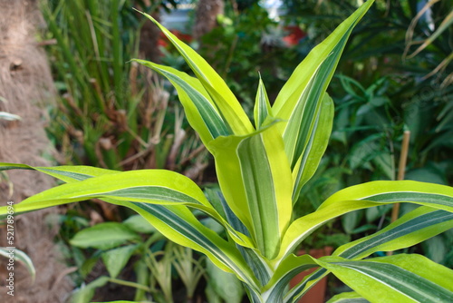 Green leaves