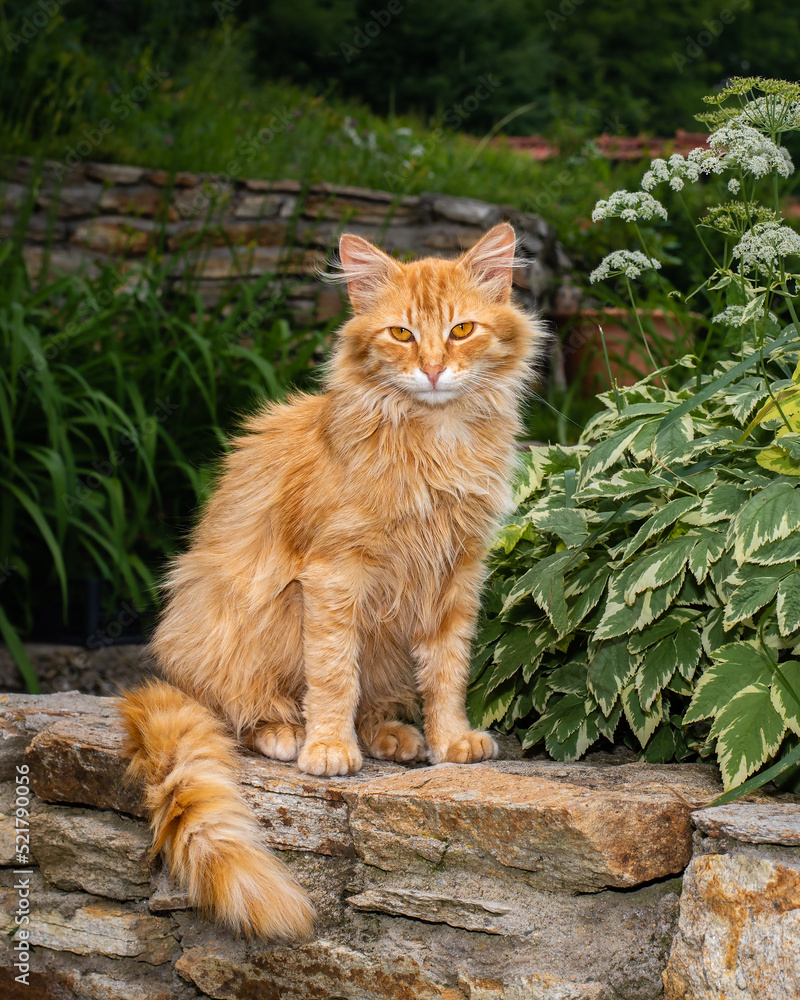Ginger cat sitting in front of the camera Ginger cat sitting in front of the camera