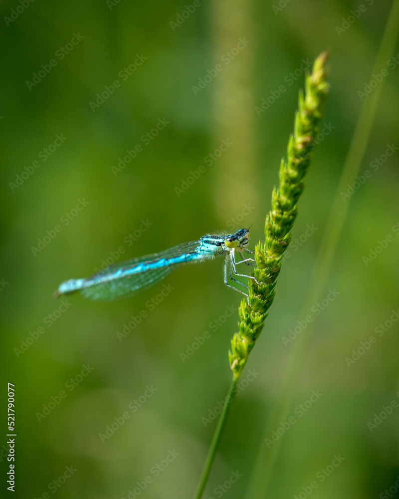 Close-up photo of damselfly selective focus Close-up photo of damselfly selective focus