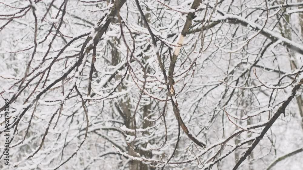 Falling snow between trees during heavy snowfall in winter dense woods. Winter Snow. Falling snow between trees during heavy snowfall in winter dense woods. Winter Snow.