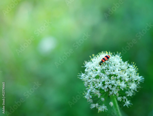 green background, bow, white flower with red insect, copy space