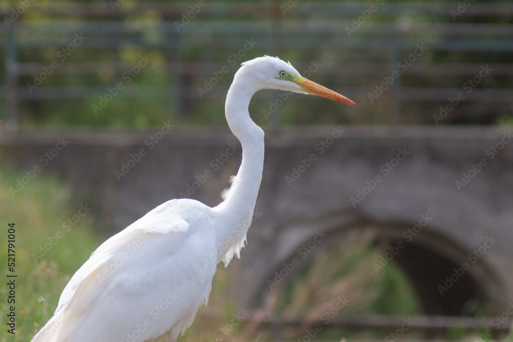 big egret bird in the city by the waterfront big egret bird in the city by the waterfront