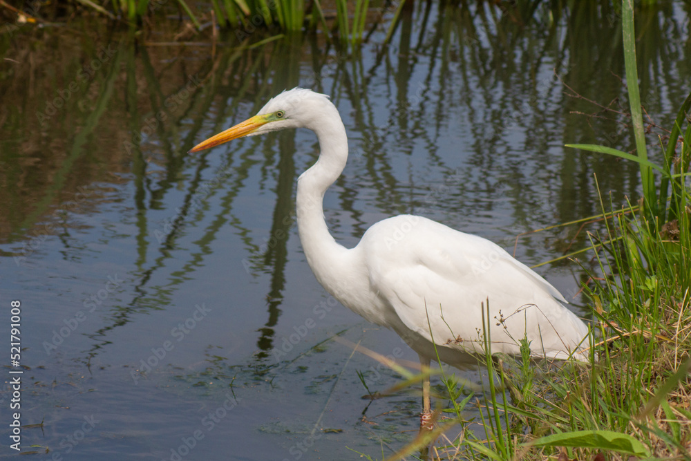 a large egret bird stands in the water full length portrait a large egret bird stands in the water full length portrait
