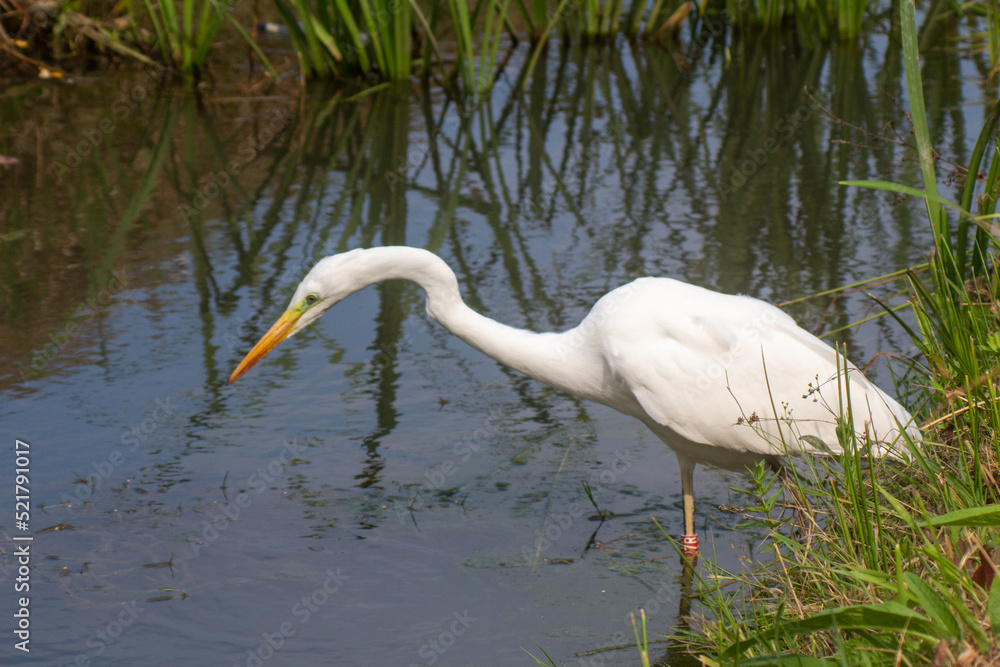 a large egret bird stands in the water full length portrait a large egret bird stands in the water full length portrait