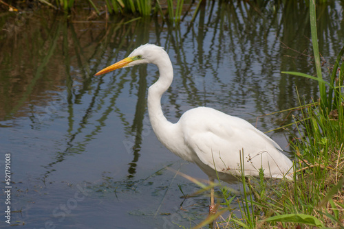 a large egret bird stands in the water full length portrait