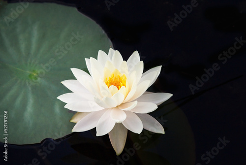 White water lily flower with yellow Stamens (Nymphae pygmaea) in bloom and close up surrounded by big green leaves floating on the water photo