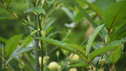 Kratom leaf (Mitragyna speciosa) Mitragynine. Drugs and Narcotics.Kratom is Thai herbal which encourage health.