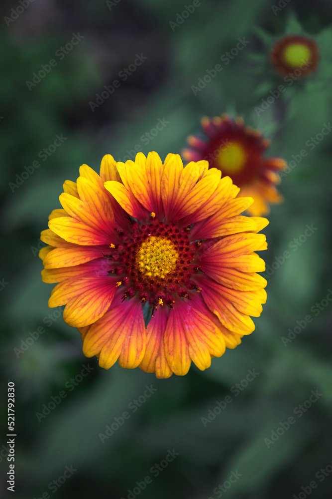 Yellow with a red core is a gaillardia flower. Beautiful bright garden perennial flower Gaillardia (Latin Gaillardia). Selective focus. Vertical image. Yellow with a red core is a gaillardia flower. Beautiful bright garden perennial flower Gaillardia (Latin Gaillardia). Selective focus. Vertical image.