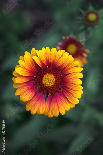 Yellow with a red core is a gaillardia flower. Beautiful bright garden perennial flower Gaillardia  Latin Gaillardia . Selective focus. Vertical image.