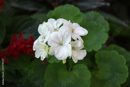 White blooming geranium flowers among green foliage on a sunny day. Beautiful blooming geranium. Selective focus.