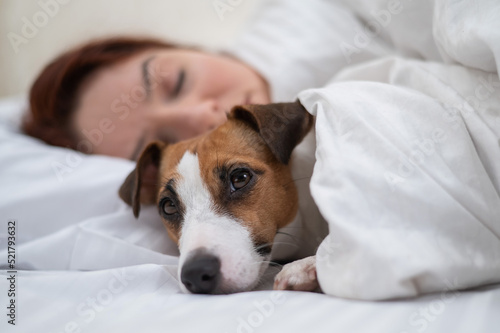 Jack Russell Terrier dog sleeps wrapped in a blanket next to his owner. © Михаил Решетников