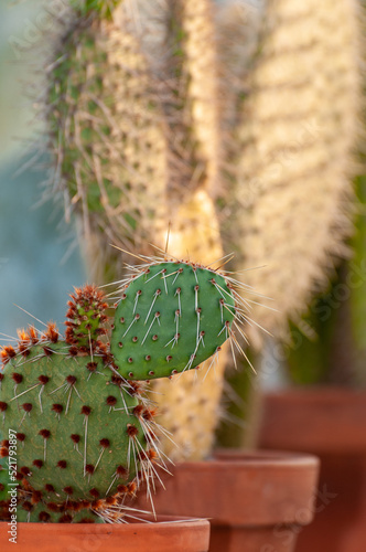 kaktusy w glinianych doniczkach photo