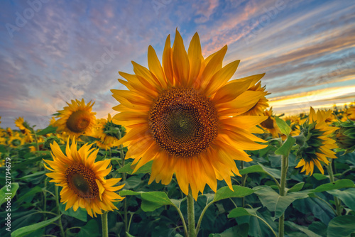 Fototapeta Naklejka Na Ścianę i Meble -  Meadow of beautiful sunflowers at sunset, field yellow flowers