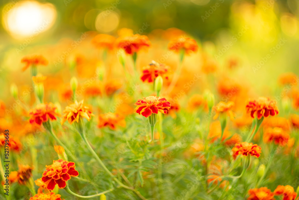 Red flowers on a warm summer blurred background.