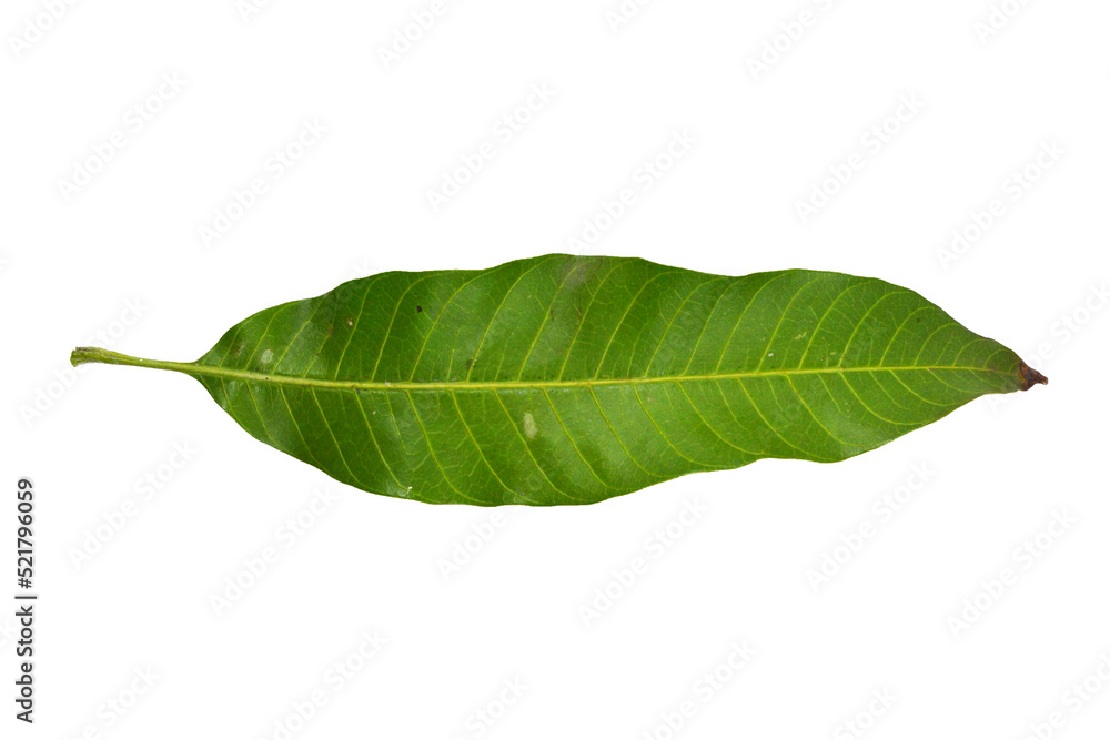 Fototapeta premium Mango leaves isolated on white background, Clipping path Included.