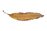 Mango leaves isolated on white background, Clipping path Included.