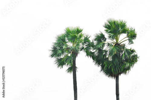 Two sugar palm trees on a white background. © aiinue
