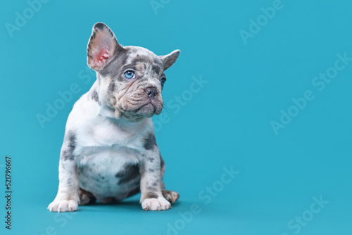 French Bulldog dog puppy sitting in front of blue background
