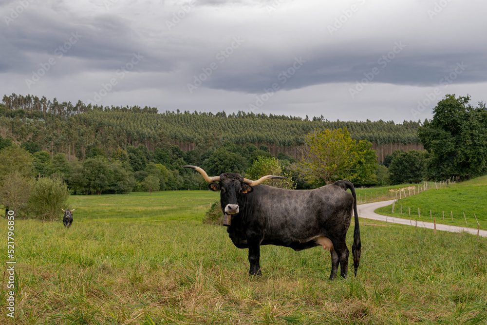 Vaca Tudanca en una pradera en día nublado en Cantabria, España Vaca Tudanca en una pradera en día nublado en Cantabria, España