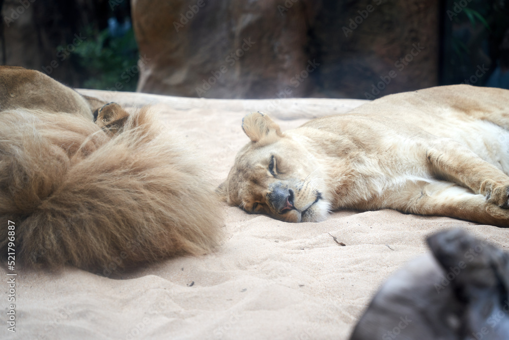 lions relaxing at wild forest lions relaxing at wild forest