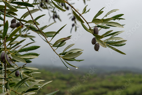 Rama de olivo con aceituna en día lluvioso photo