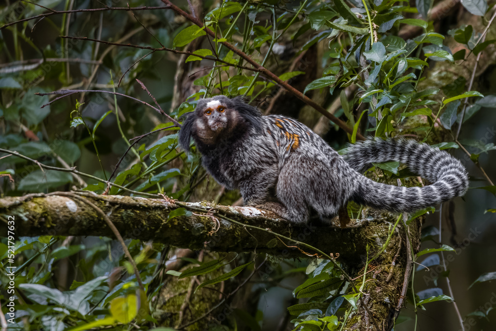 Obraz premium A small ape on a tree branch staring at the camera