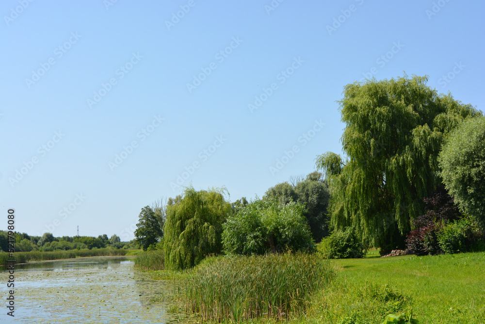 Natural landscapes of the Bug River - trees, hills, reeds, grass, water lilies, clear and transparent water. The river is located on the village of Rybienko Nowe, the city of Wyszkw, Poland.