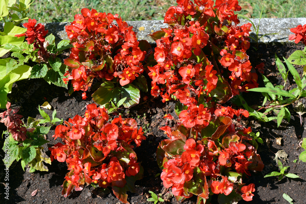 Bright colorful red flowers growing in a vase in one of the streets of Wyszków, Poland. Bright colorful red flowers growing in a vase in one of the streets of Wyszków, Poland.