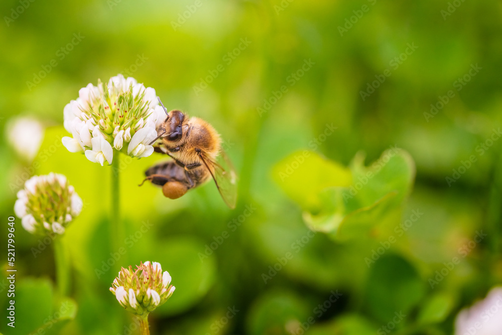 Closeup of honey bee at work on white clover flower