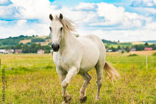 White horse running on green meadow. Horse stud theme