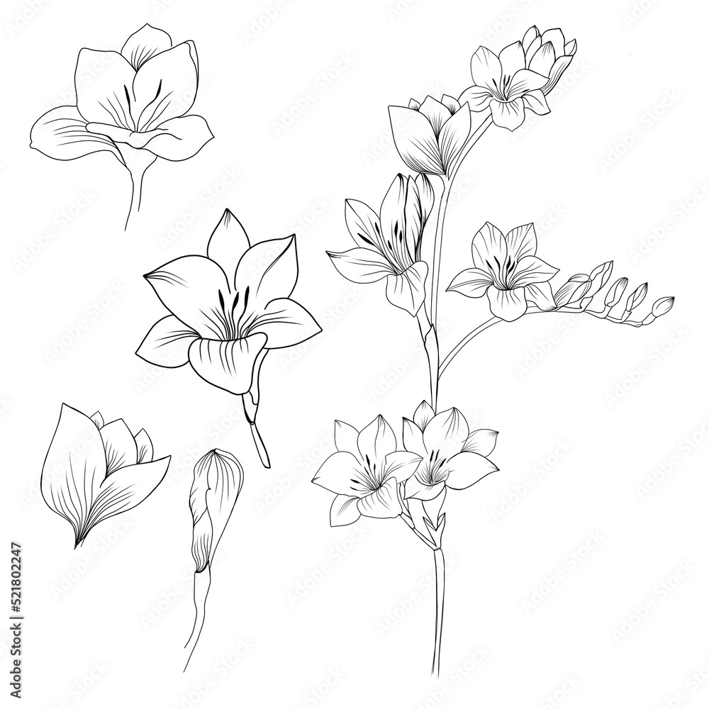 Big set Beautiful sketch of a tattoo - a delicate twig with flowers . Flowers Periwinkle. Hand drawing. Outline. On a white background