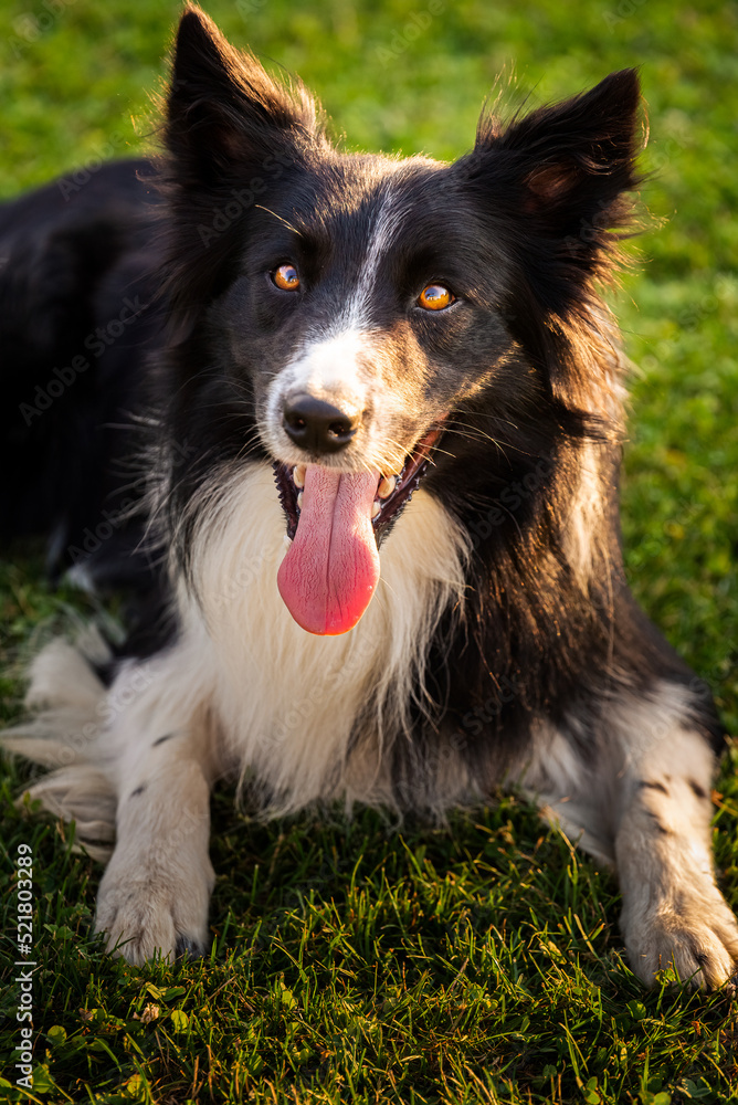 Border collie dog is lying on thegrass in sunset sun. Tongue out, resting