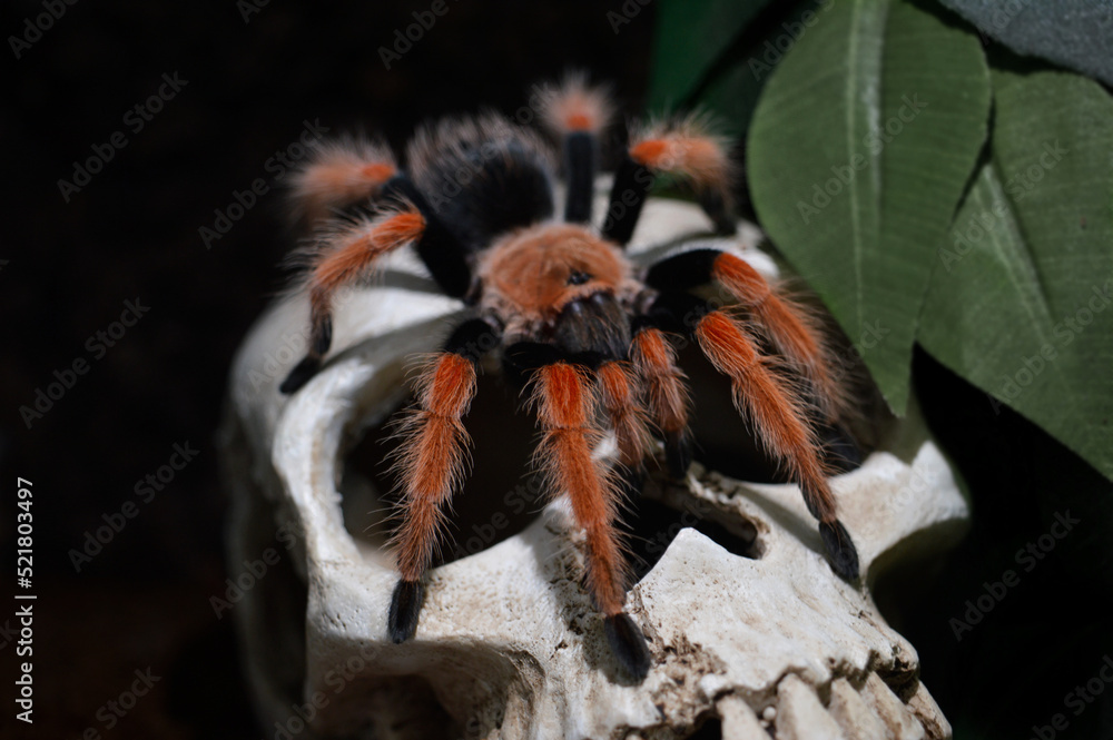 Taratula spider Brachypelma boehmei aka Mexican fireleg with focus on red front legs, sitting on the skull