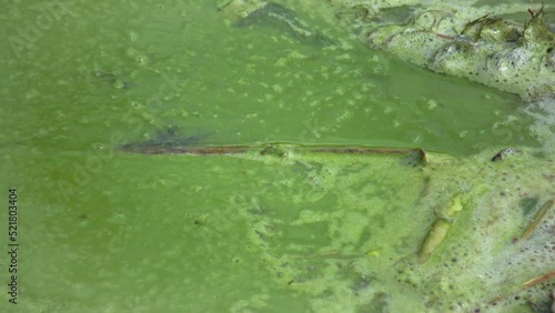 Mass development of the blue-green alga (Microcystis aeruginosa) in the polluted eutrophic lake Yalpug, Ukraine photo