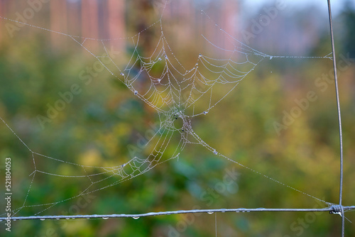 sieć pająka, krople na sieci pająka, a spider's web, drops on a spider's web,