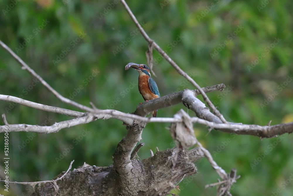 Fototapeta premium Kingfisher with a fish in its beak