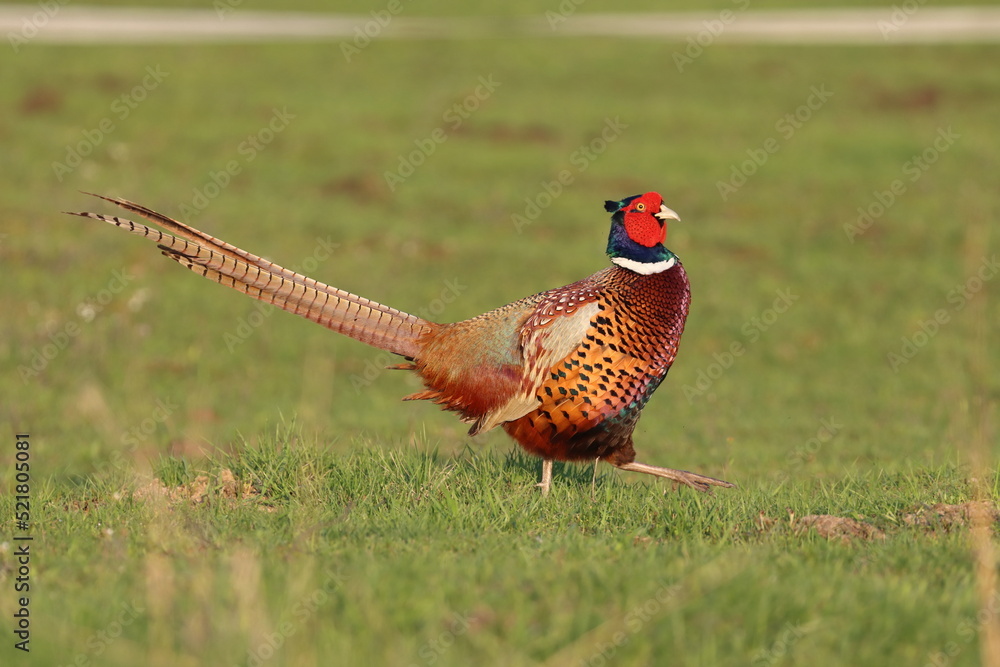 Fototapeta premium pheasant in the field