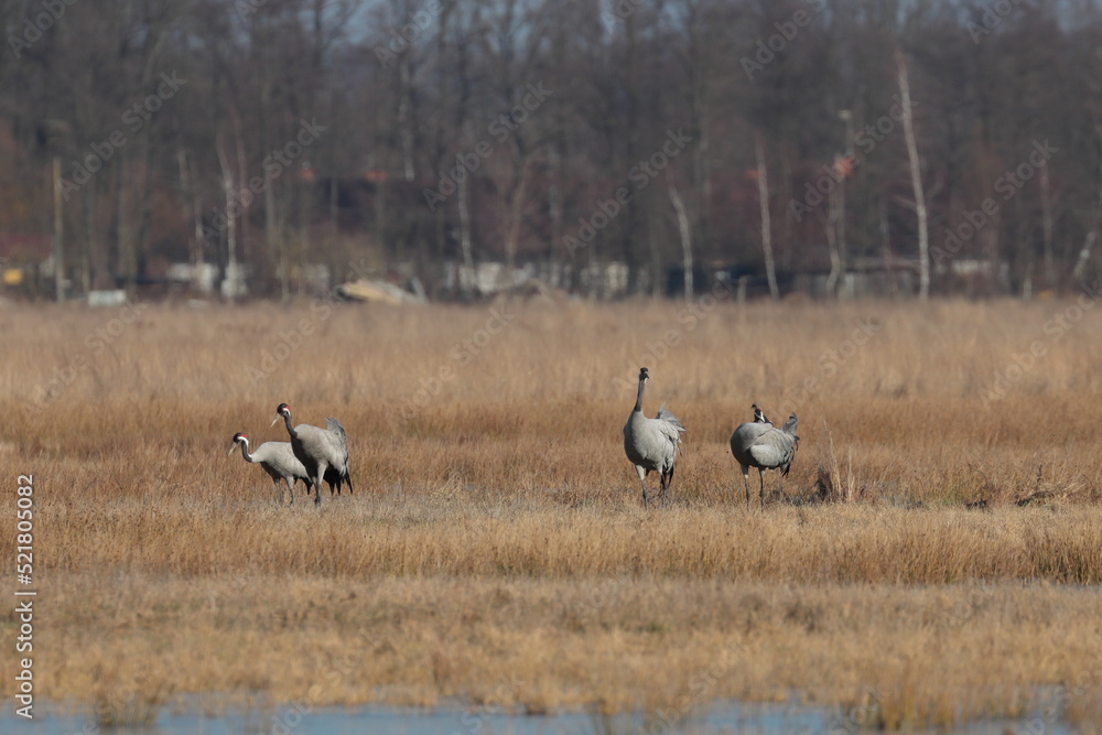 Fototapeta premium cranes in the meadow, Poland