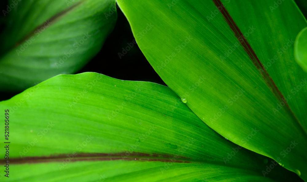 abstract stunning green leaf texture, tropical leaf foliage nature green background abstract stunning green leaf texture, tropical leaf foliage nature green background