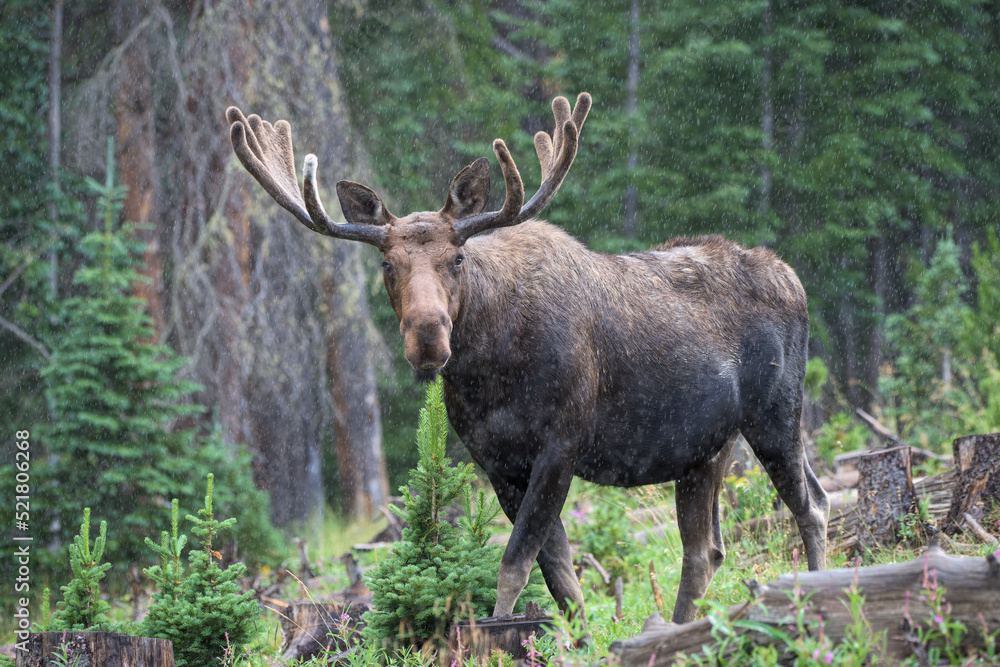 Bull Moose in a rain storm  in the Colorado Rocky Mountains