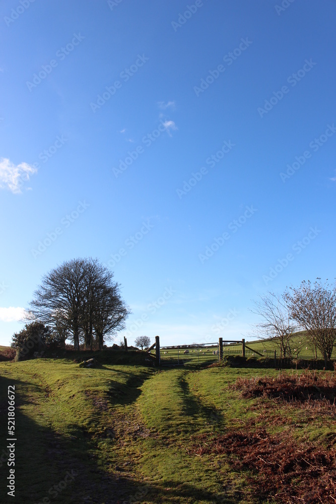 A photograph of a bare tree on a cold autumnal day on rural farmland