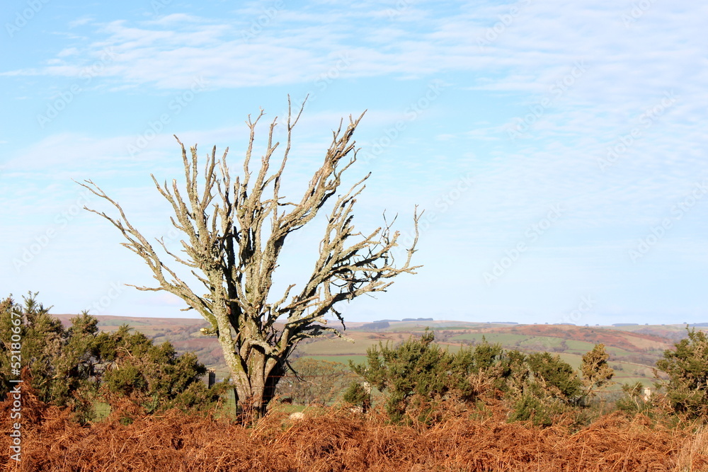 A photograph of a bare tree on a cold autumnal day on rural farmland A photograph of a bare tree on a cold autumnal day on rural farmland