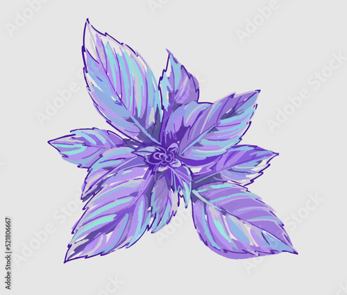 Beautiful leaves of the spicy basil plant. Purple leaves. Illustration on a white background. Vector.