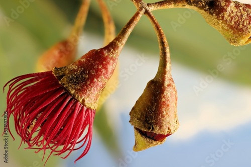 Isolated  Eucalyptus leucoxylon (Euky Dwarf) stem with flowers