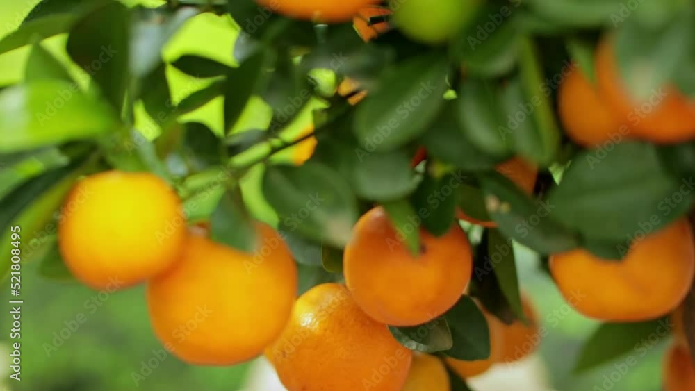 Smooth pull-out camera shot of ripe and green fruits of Calamondin with blooming flowers among the green foliage on the tree. Natural background. Smooth camera push-in movement. Selective focus. Shall Smooth pull-out camera shot of ripe and green fruits of Calamondin with blooming flowers among the green foliage on the tree. Natural background. Smooth camera push-in movement. Selective focus. Shall