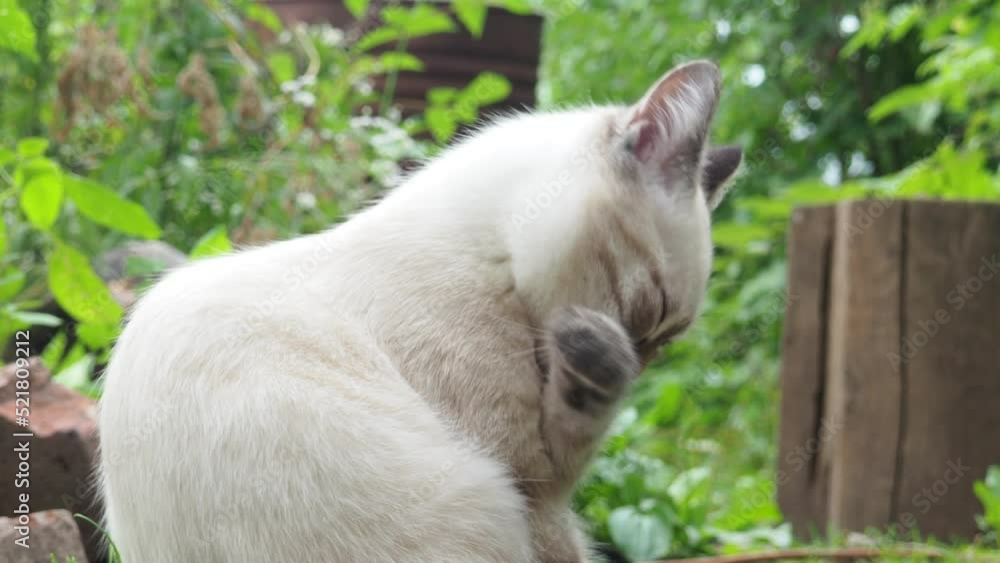 gray light cute kitten plays outdoors in the grass. favorite pets. Gray cat walking outside on a summer day. gray light cute kitten plays outdoors in the grass. favorite pets. Gray cat walking outside on a summer day.