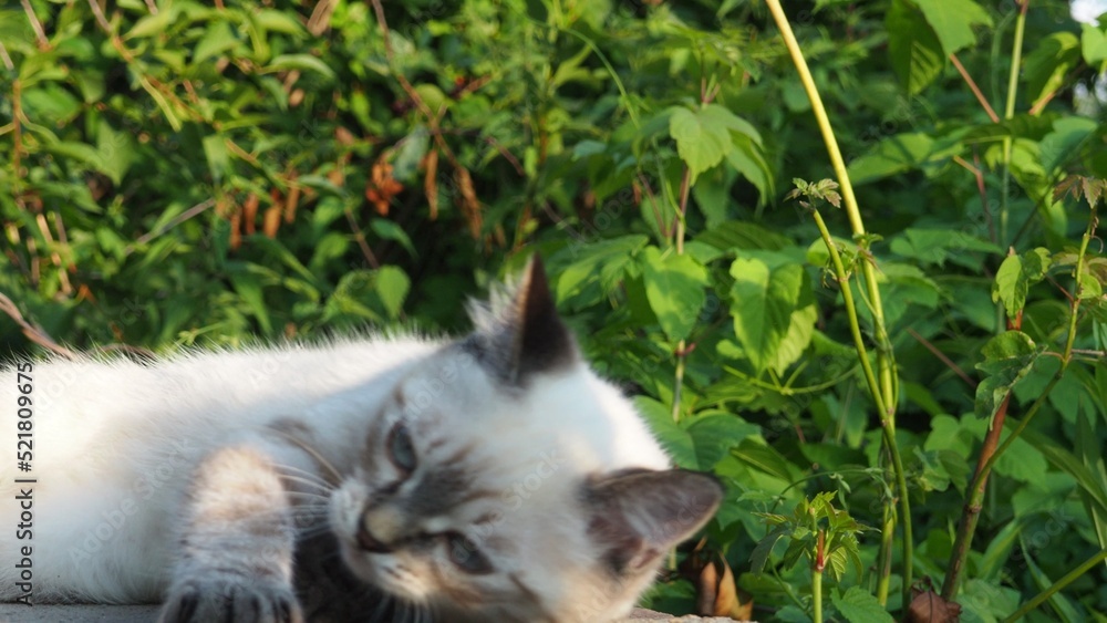 gray light cute kitten plays outdoors in the grass. favorite pets. Gray cat walking outside on a summer day. gray light cute kitten plays outdoors in the grass. favorite pets. Gray cat walking outside on a summer day.