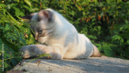 gray light cute kitten plays outdoors in the grass. favorite pets. Gray cat walking outside on a summer day.