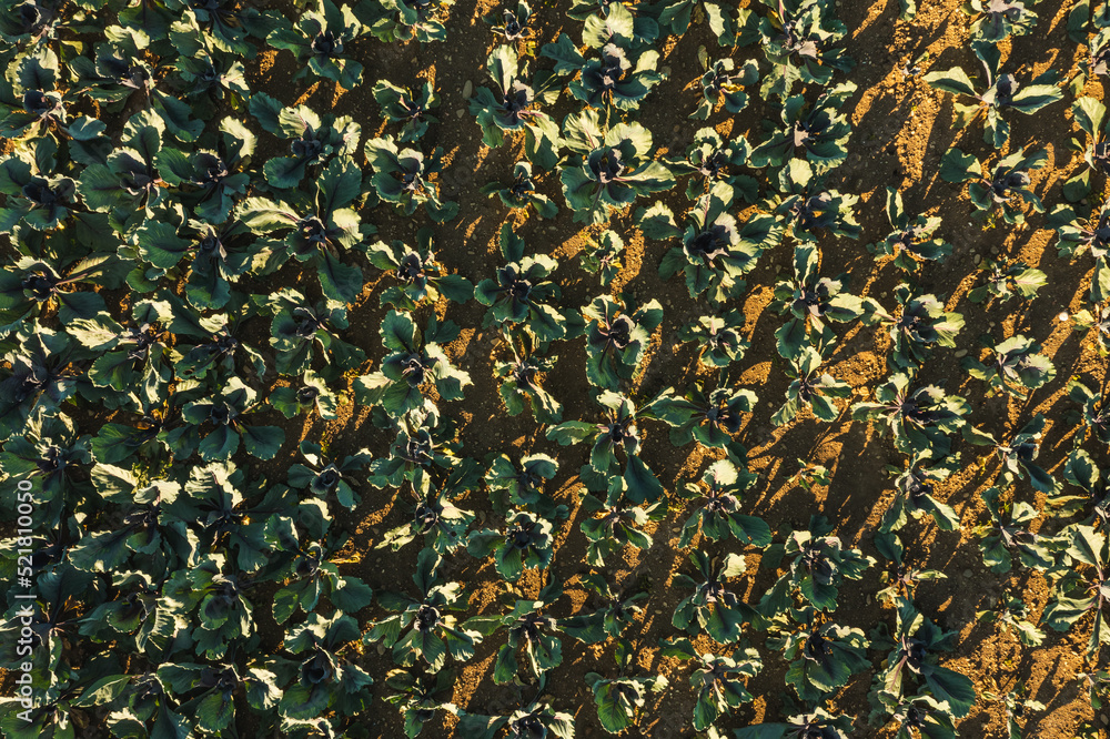 Aerial view of a large field full with growing young red cabbage plants in early morning sunlight. Aerial view of a large field full with growing young red cabbage plants in early morning sunlight.