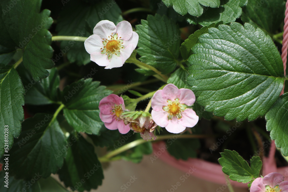 flowers of strawberry plant, home gardening flowers of strawberry plant, home gardening